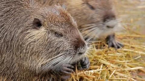 Beaver eats straw, closeup. Stock Footage 125780032