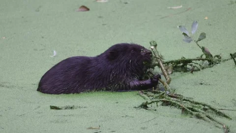 Beaver eats twigs, HD Stock Footage 317397153
