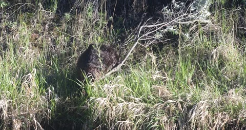 Beaver Entering Water With Branch Stock Footage 105067189