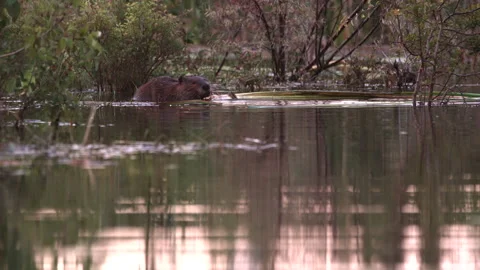 Beaver at eye level chewing Stock Footage 144024762