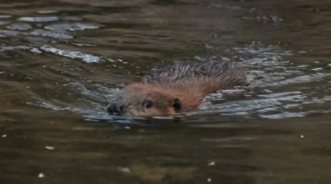 Beaver Eyes Stock Footage