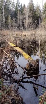 Beaver fallen tree and chewed stump in lake Stock Photos