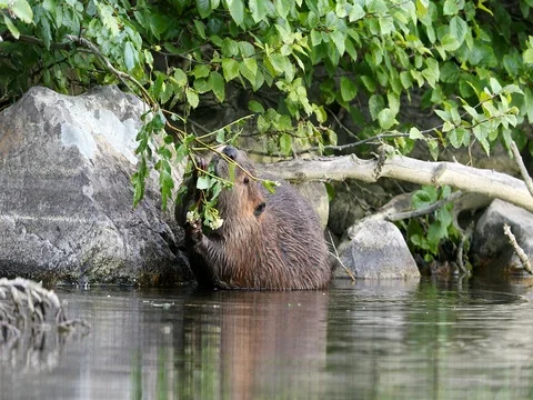 Beaver feeding on vegetation Video stock 80828267