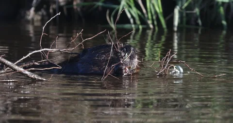 Beaver Feeding At Water Surface Stock Footage 105067444