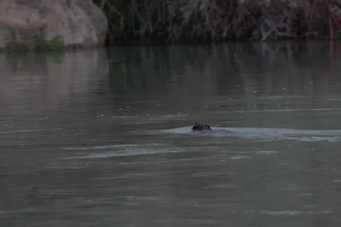 Beaver Floating in River Before Climbing Onto Shore Stockbeeldmateriaal 333599614