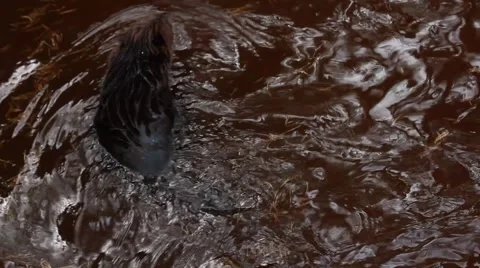 The beaver floats in water Stock Footage 43471007