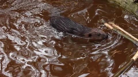 The beaver floats in water Stock Footage 43472556