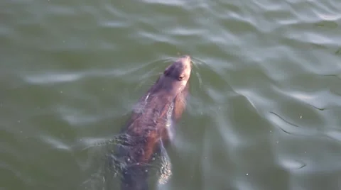 Beaver flowing in port Stock Footage 49037182