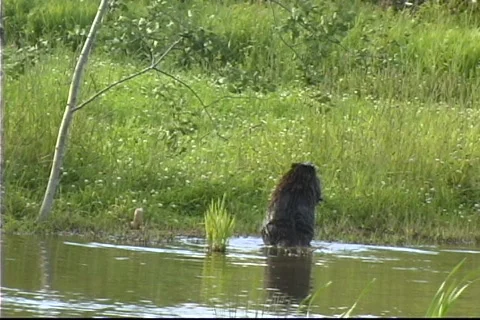 Beaver Stock Footage 343038