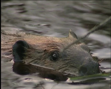 Beaver Vídeos de archivo 565315
