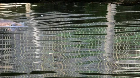 Beaver Stock Footage 704924