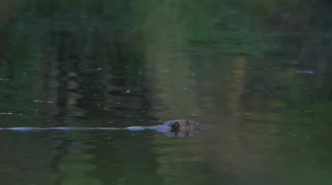 Beaver. Video stock 707954