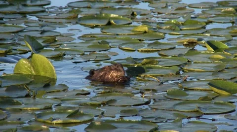 Beaver Stock Footage