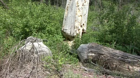 Beaver Stock Footage 12766515