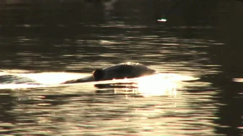 Beaver Stock Footage 18183327