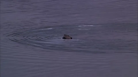 Beaver Video stock 22635565