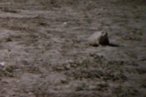 A Beaver Stock Footage 24669876