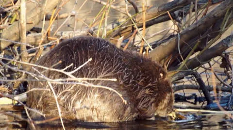 Beaver Video stock 25181983