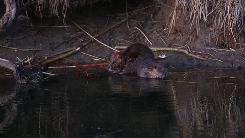 Beaver Stock Footage 104389641