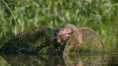 Beaver Stock Footage 111998569