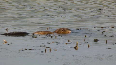 Beaver Stock Footage 112332805