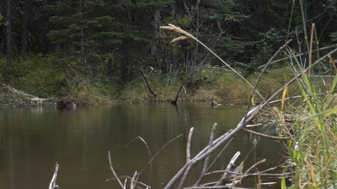 Beaver 库存影片 117552392
