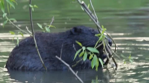 A beaver Stockbeeldmateriaal 135278289