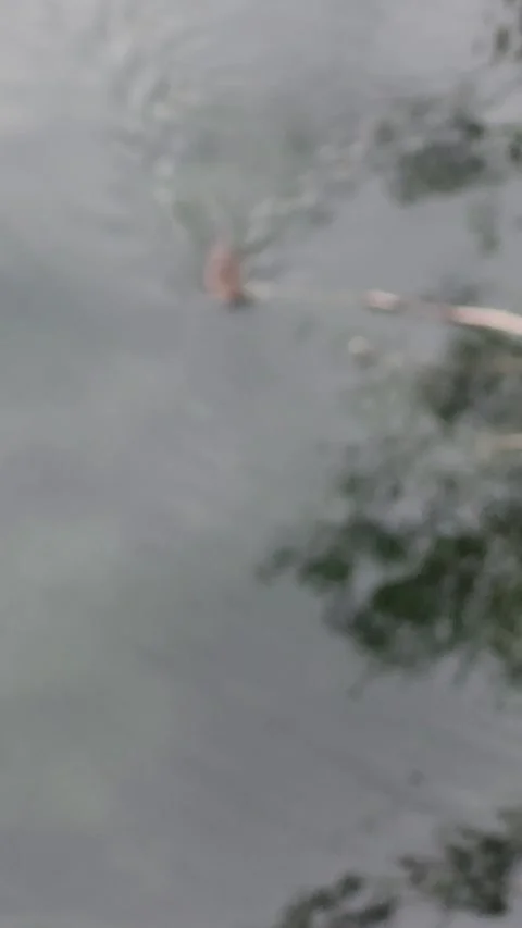 A beaver Video stock 275589623