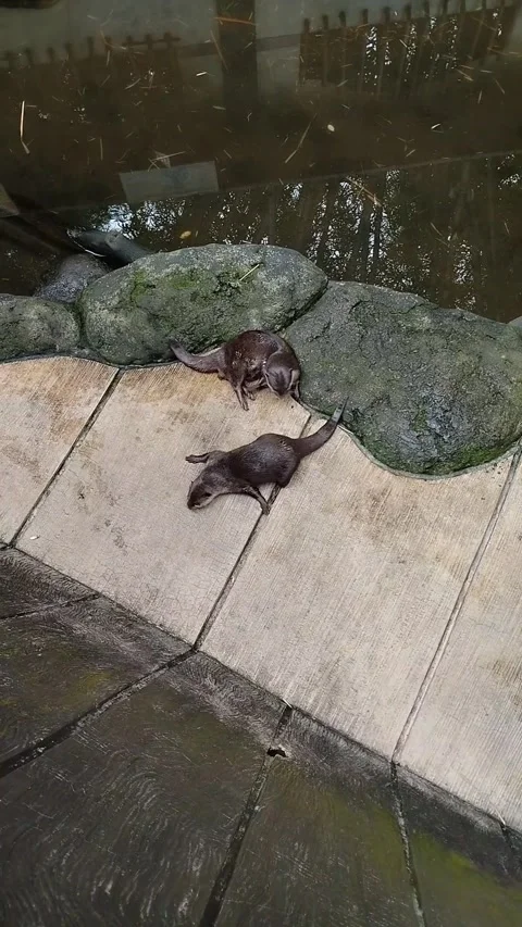 Beaver Stock Footage 292045582