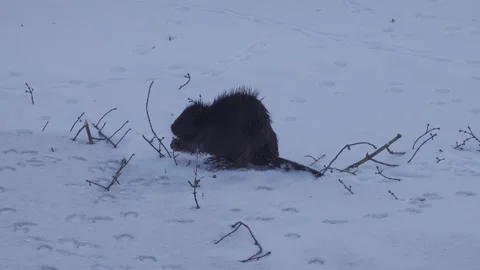 Beaver on frozen river Stock Footage 148499219