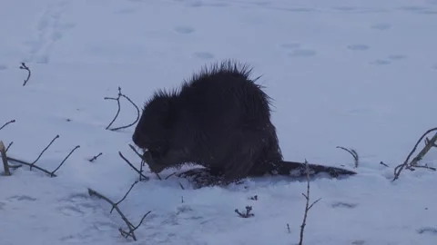 Beaver on frozen river Stock Footage 148499273