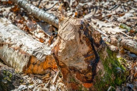 Beaver gnaw marks on a birch tree trunk Stock Photos