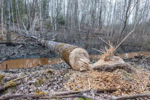 Beaver gnaw marks on tree Stock-Fotos