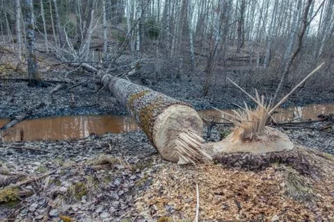 Beaver gnaw marks on tree Foto stock