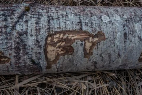 Beaver gnaw marks on tree Stock Photos