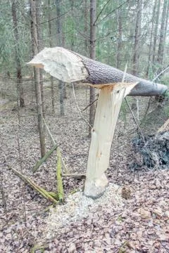 Beaver gnaw marks on tree Stock Photos