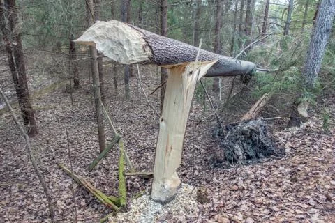 Beaver gnaw marks on tree 写真素材