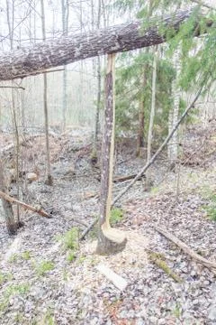 Beaver gnaw marks on tree Stock Photos