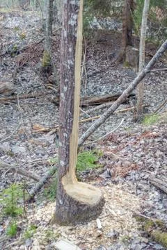 Beaver gnaw marks on tree Stock Photos
