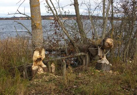 Beaver gnaw Stock Photos