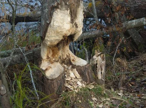 Beaver gnaw Stock Photos