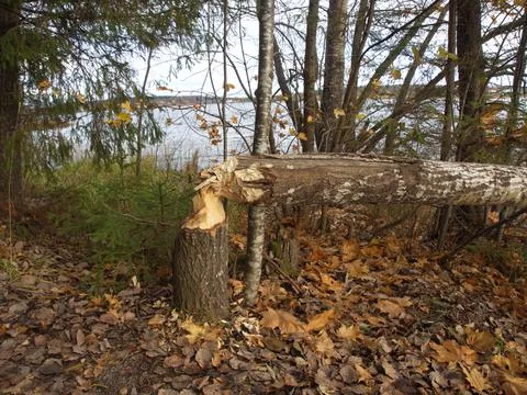 Beaver gnaw Stock Photos