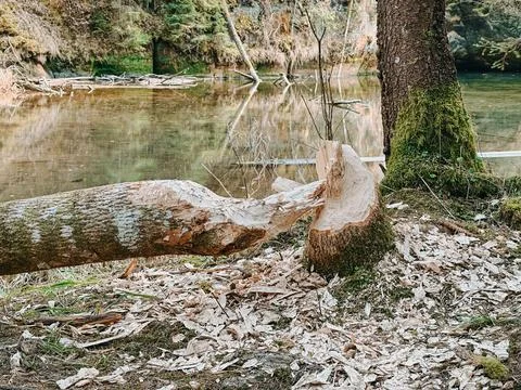Beaver Gnawed Tree Trunk by Forest River with Wood Chips Stock Photos