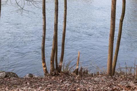 Beaver Gnawed Tree Trunks on Riverbank Showing Wildlife Feeding Activity 库存照片