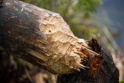 Beaver gnawed trees. Stock Photos