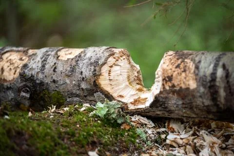Beaver gnawed trees. Stock Photos