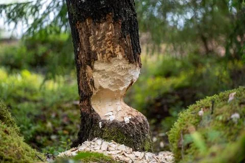 Beaver gnawed trees. Stock Photos