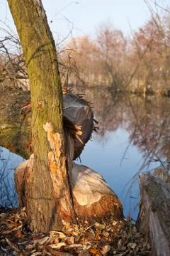 Beaver gnawed willow tree Stock-Fotos