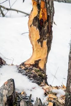 Beaver gnawing marks Stock Photos