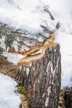 Beaver gnawing marks Stock Photos
